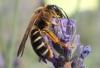 Halictus quadricinctus